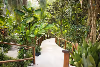 Tropical forest path with wooden rails at Chaa Creek resort in Belize