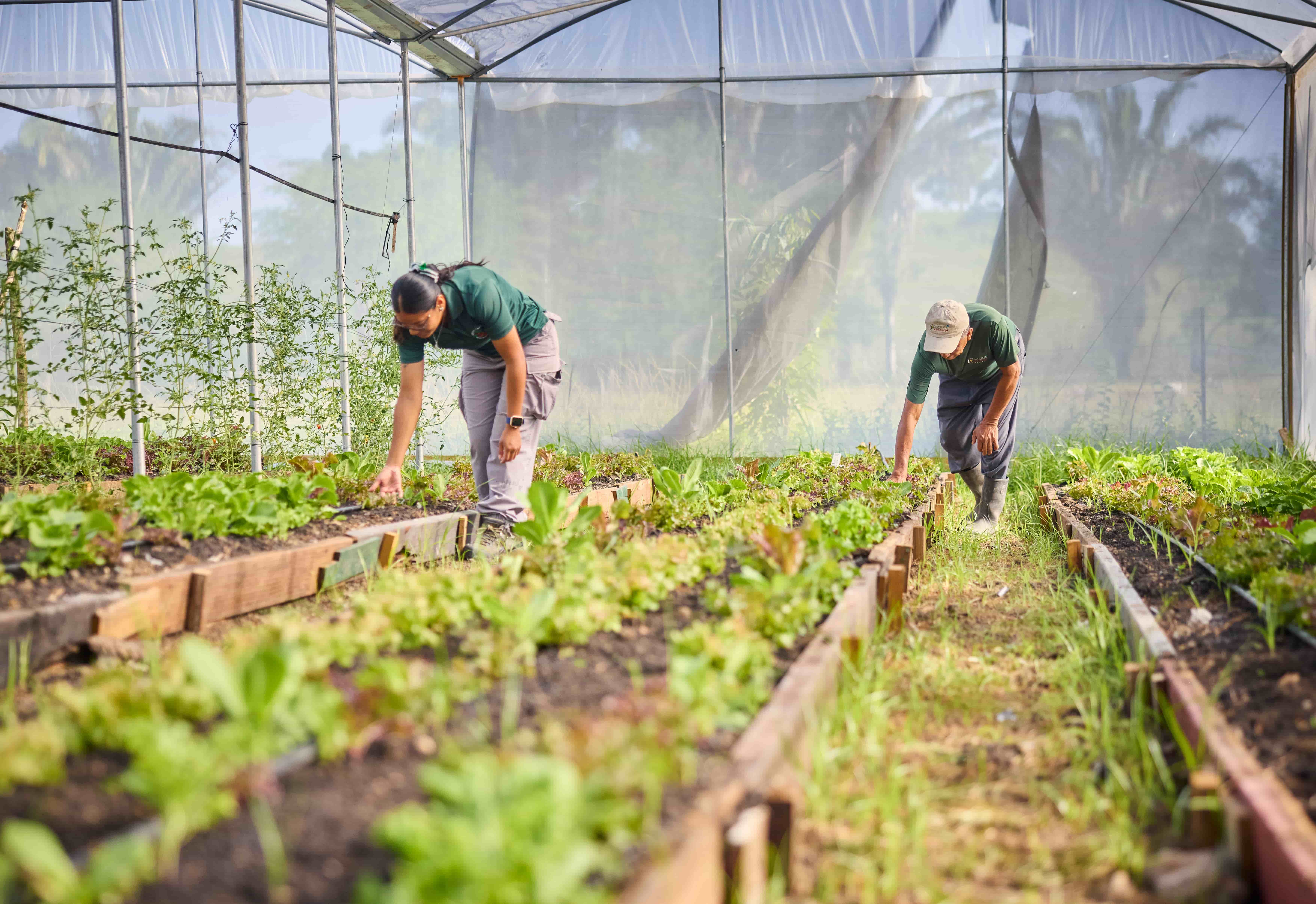 Gardeners tend leafy greens in Chaa Creek greenhouse, Belize Two gardeners tending leafy greens in greenhouse raised beds
