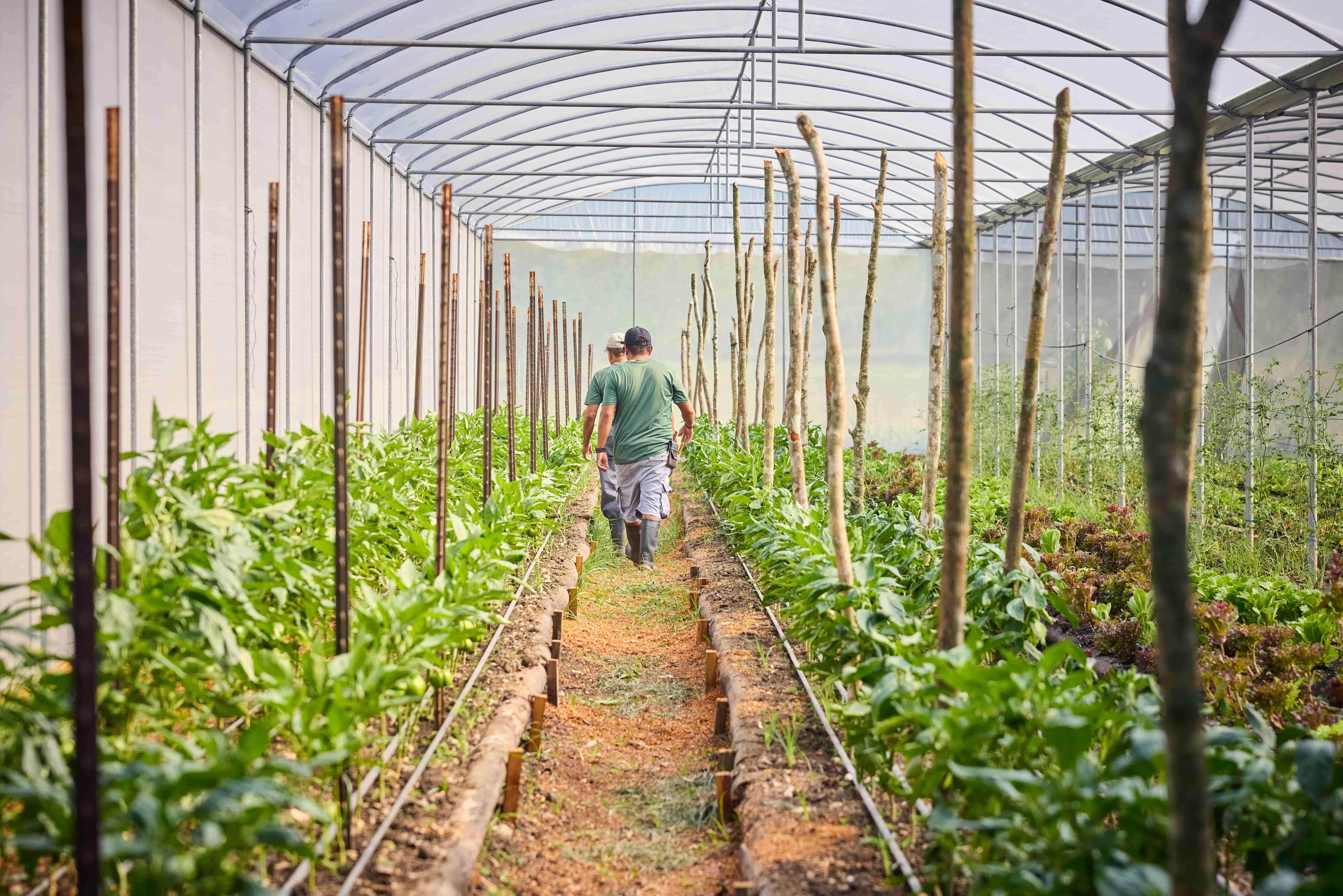Gardeners walk through greenhouse rows at Chaa Creek, Belize Two gardeners walking between planted rows inside a greenhouse