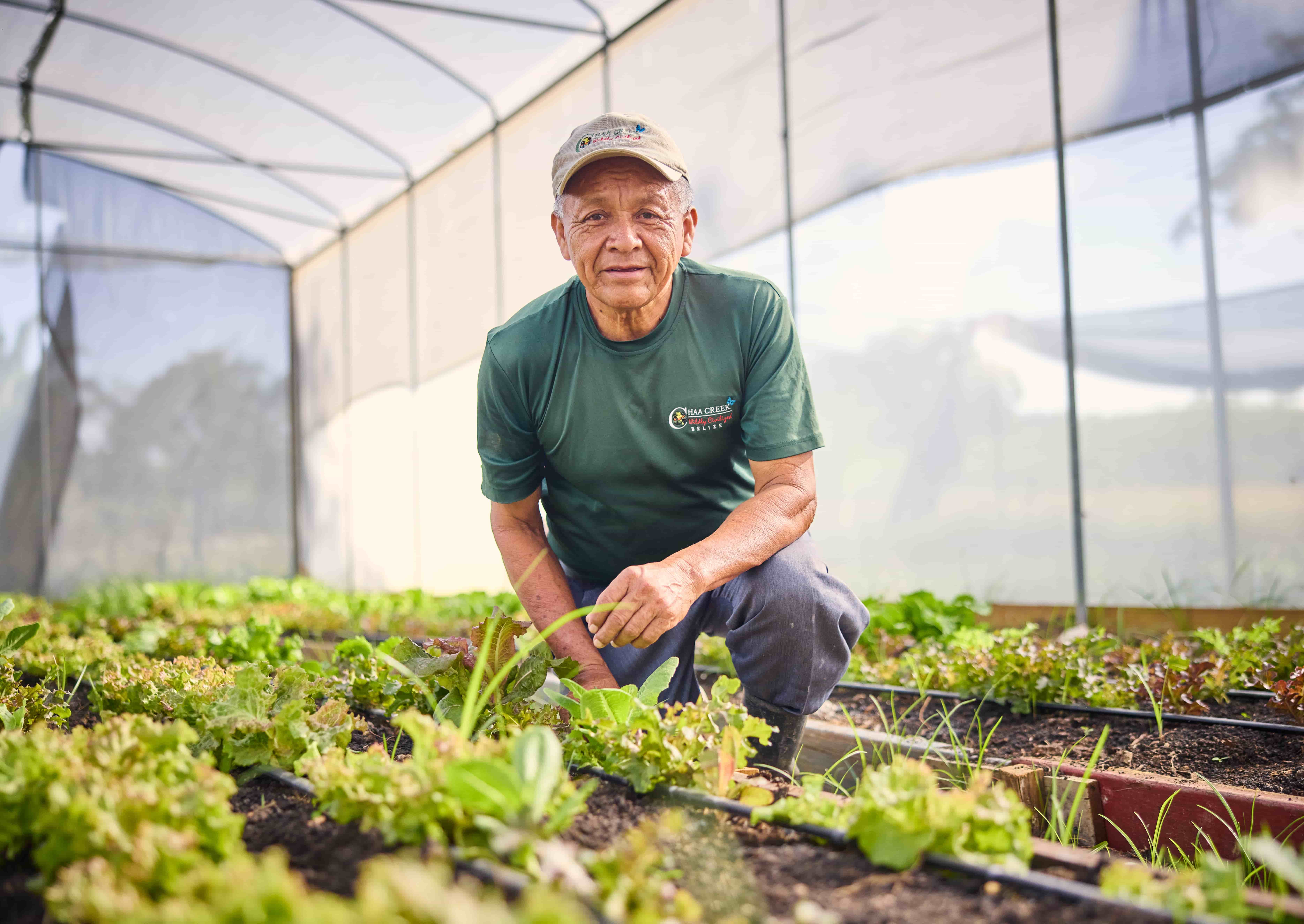 Older gardener tends leafy greens in Chaa Creek greenhouse, Belize Older gardener tending leafy greens in greenhouse raised beds
