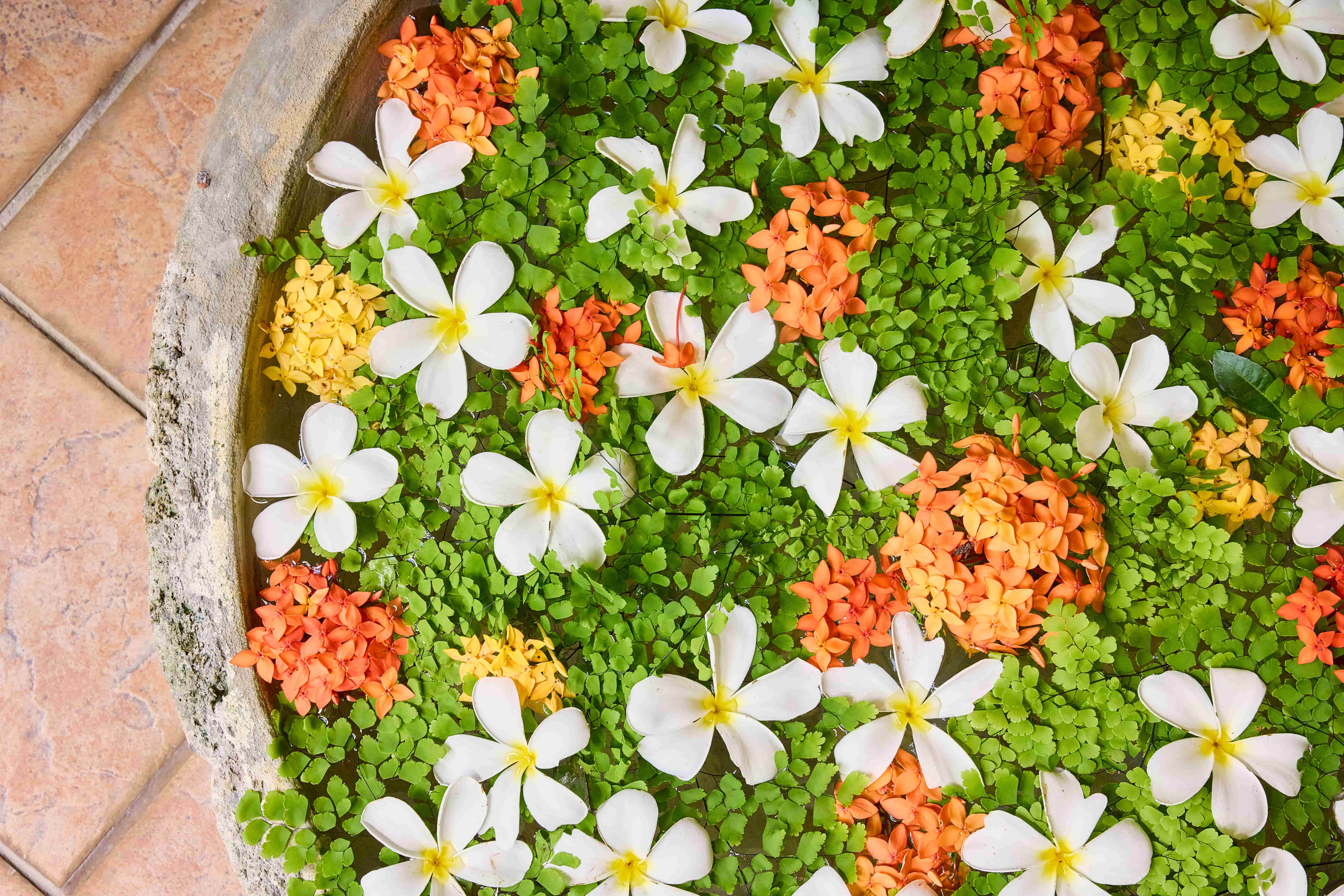 Tropical flower arrangement in Chaa Creek spa water bowl, Belize Tropical flowers floating in elevated water bowl outside Chaa Creek spa