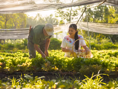Gardener and guest picking fresh organic vegetables at Maya Organic Farm The Lodge at Chaa Creek Belize