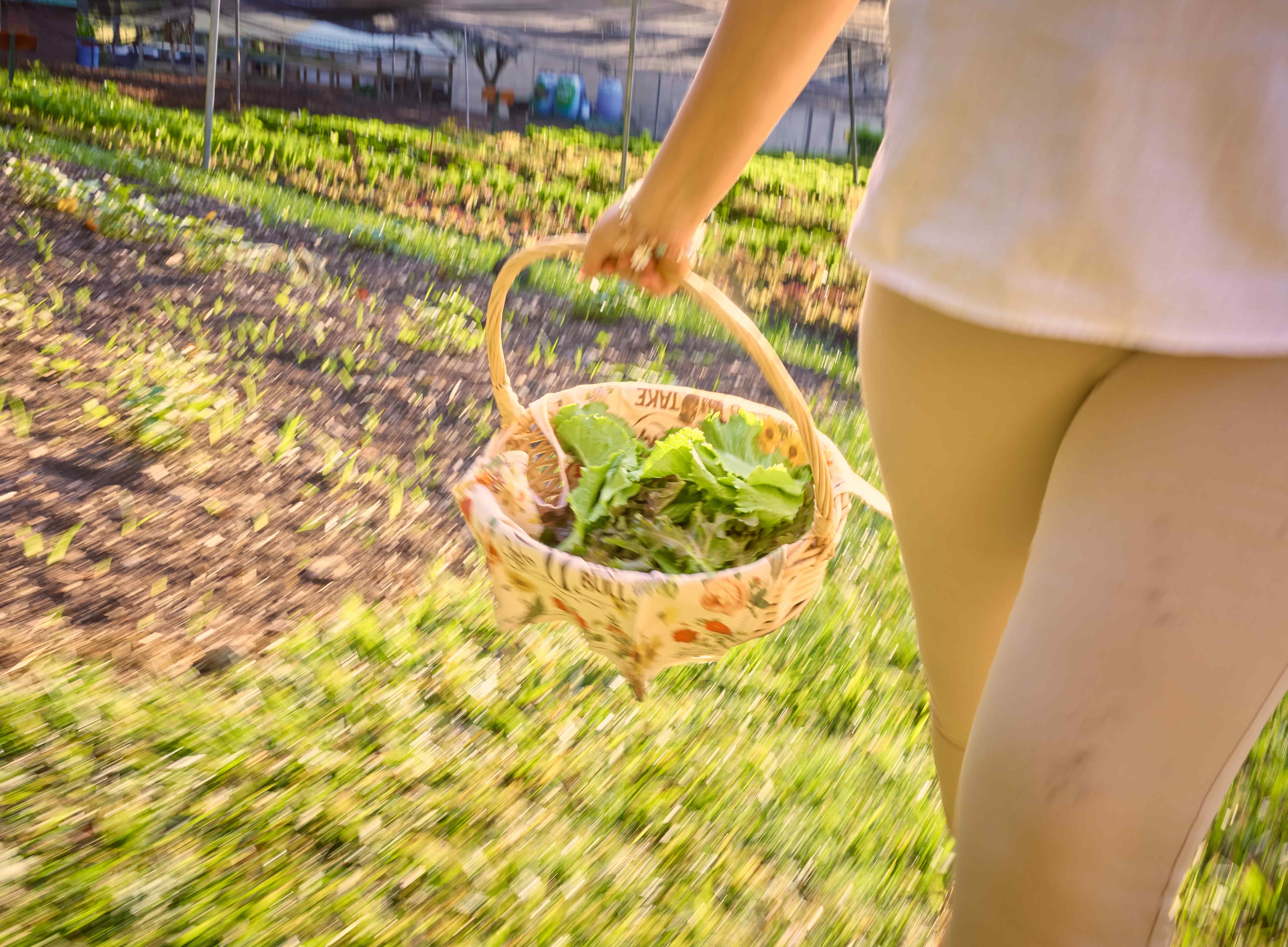 Woman carries harvested greens through Chaa Creek garden, Belize Woman carrying basket of harvested greens through main garden