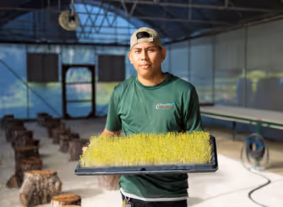 Young gardener holding tray of fresh microgreens inside shaded greenhouse at Belize eco resort
