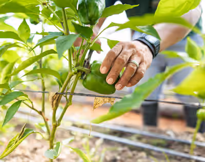 Hand harvesting a green bell pepper from a lush garden at a resort farm in Belize